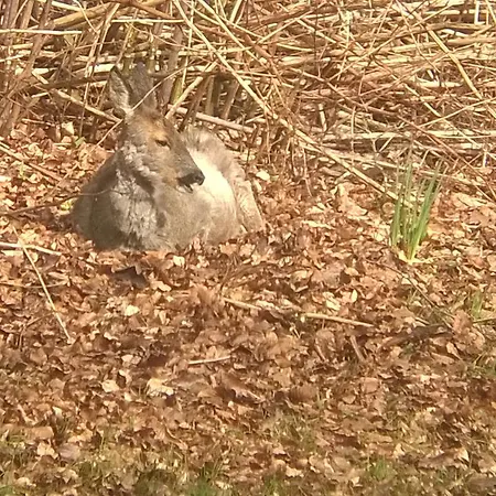Bed & Breakfast Moselundgaard B/b Og Hestehotel